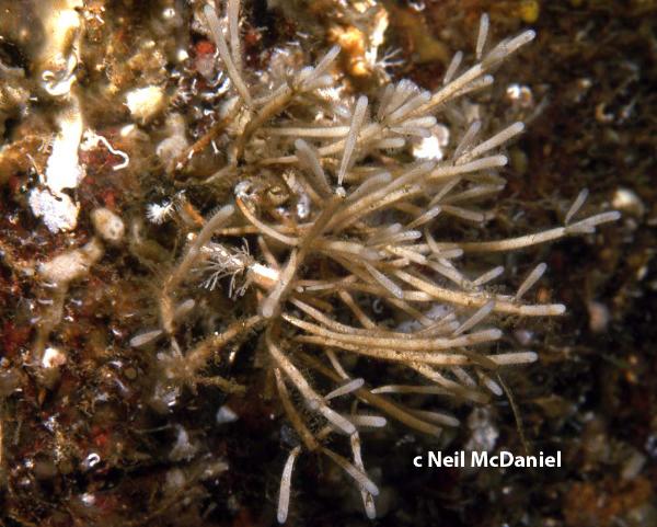 Photo of Cellaria diffusa by <a href="http://www.seastarsofthepacificnorthwest.info/">Neil McDaniel</a>